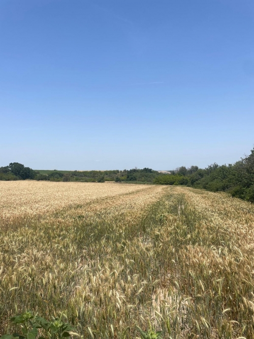 yeşilova 7000 m2