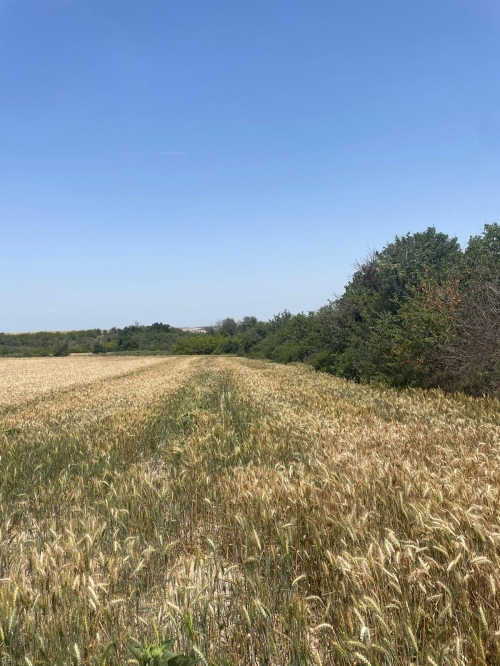 yeşilova 7000 m2