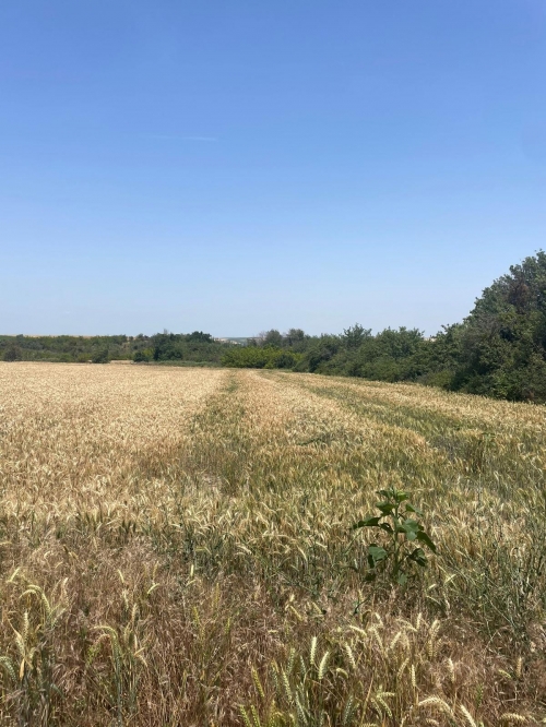 yeşilova 7000 m2