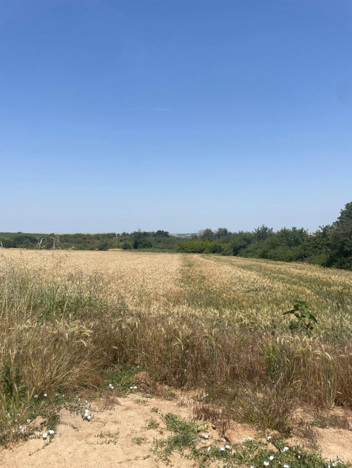 yeşilova 7000 m2